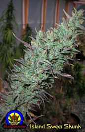Next Generation Island Sweet Skunk Feminized