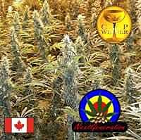 Next Generation Island Sweet Skunk Regular
