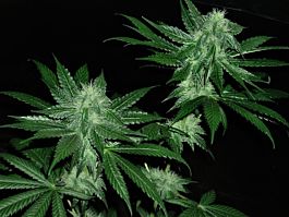 Cali Connection Italian Ice (The Gold Line) Feminized