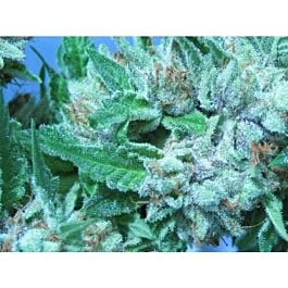 Bodhi Seeds Jabba's Stash Regular