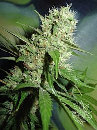 Homegrown Fantaseeds Jack Herer Feminized