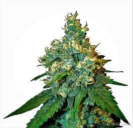 Sensi Seeds Jack Herer Feminized