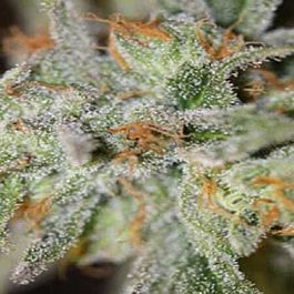 Homegrown Natural Wonders Jack Straw Regular Cannabis