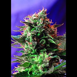 Sweet Seeds Jack 47 F1 Fast Version Feminised
