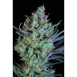 TGA SubCool Genetics Jacked-Up Regular