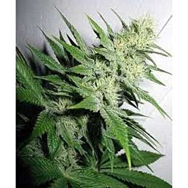 Positronics Seeds Jack Diesel Feminised