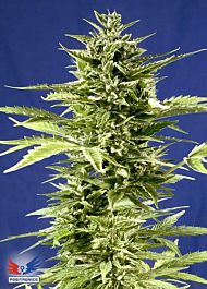 Positronics Seeds Jack Diesel Express Auto Feminized
