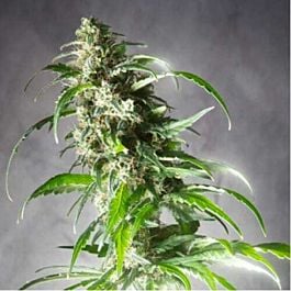Spliff Seeds Jack F1 Regular