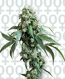 Sensi Seeds Jack Flash #5 Feminised