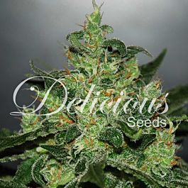 Delicious Critical Jack Herer Auto Feminized