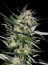 Advanced Seed Banks Jack Plant Feminised
