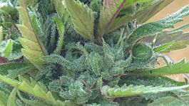 Freedom of Seeds Jackauto Auto Feminized