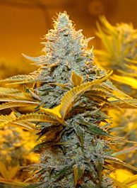 Karma Genetics Jack Cheddar Regular