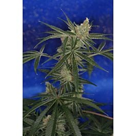 TGA SubCool Genetics Jacks Cleaner 2 Regular