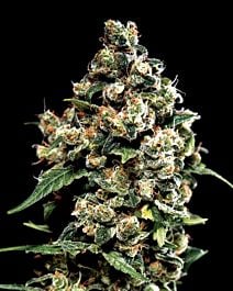 Green House Company Jack Herer Feminised