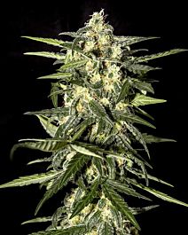 Green House Company Jack Herer Auto Feminised