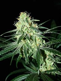 Karma Genetics Jack O Nesia Regular