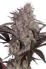 SEEDMAKERS Jack Widow Feminized