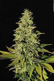 Paradise Seeds Jacky White Feminised