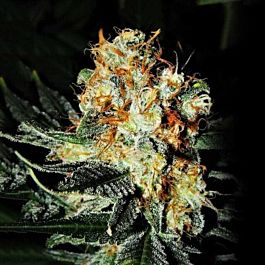 Cali Kush Farms Jaffa Cake Feminized
