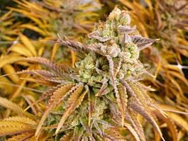 Bodhi Seeds Mothers Milk Regular