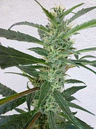 Flash Auto-Flowering Seeds Jamaican Berry Auto Feminized