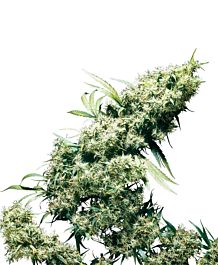 Sensi Seeds Jamaican Pearl Feminized