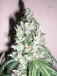 Cali Connection Jamaican OG Regular