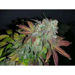 Cali Connection Jamaican D Regular