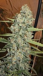 Cali Connection Jedi Kush Regular