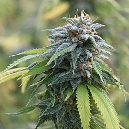 Rare Dankness Seeds Jenny Kush Regular Cannabis