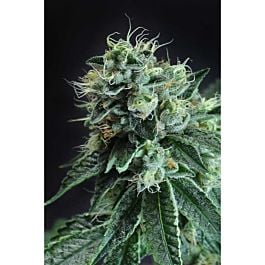 TGA SubCool Genetics Jesus OG Regular