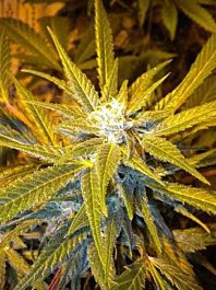 Flash Auto-Flowering Seeds Jet 47 Autoflowering Feminized