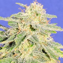 Original Sensible Seeds Auto JH Feminized