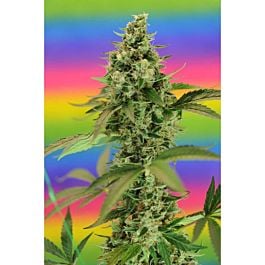 TGA SubCool Genetics Jillybean Regular