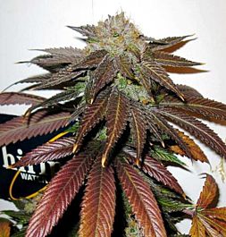 Gage Green Seeds Journeyman Regular