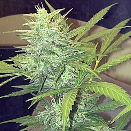 John Sinclair Seeds Skunk Feminized