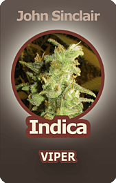 John Sinclair Seeds Viper Regular