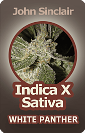 John Sinclair Seeds White Panther Regular
