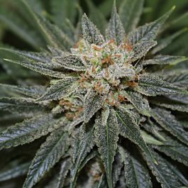 Jordan Of The Islands Blue Hawaiian Sativa Feminized