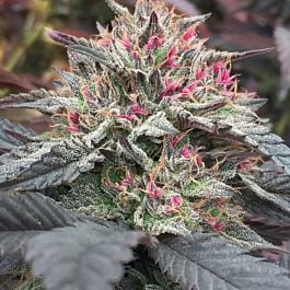 Jordan Of The Islands Skunk Berry Regular