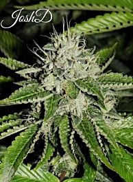 Josh D Seeds Josh D OG Regular Cannabis