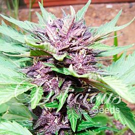 Delicious Dark Purple Auto Feminized