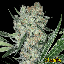 Original Sensible Seeds Juanita Feminized