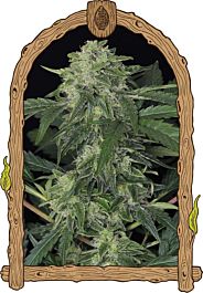 Exotic Seed Jungle Fever Auto Feminized