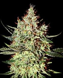 Green House Company K-Train Feminised