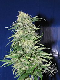 Homegrown Fantaseeds K 2 Feminized
