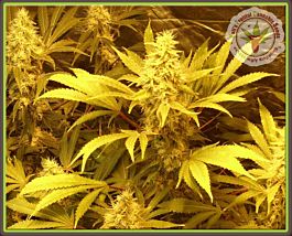 Kalis Fruitful Kali And The Chocolate Factory Feminized
