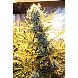 TGA SubCool Genetics Kaboom Regular