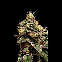 BlimBurn Seeds Kabrales Feminised